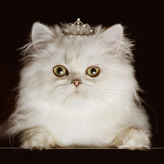 Cat Princess